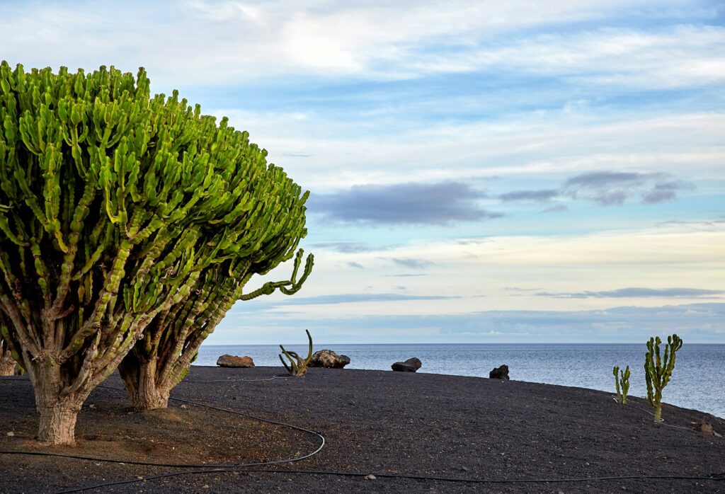 cactus tree in Lanzarote, Canary Islands, Spain