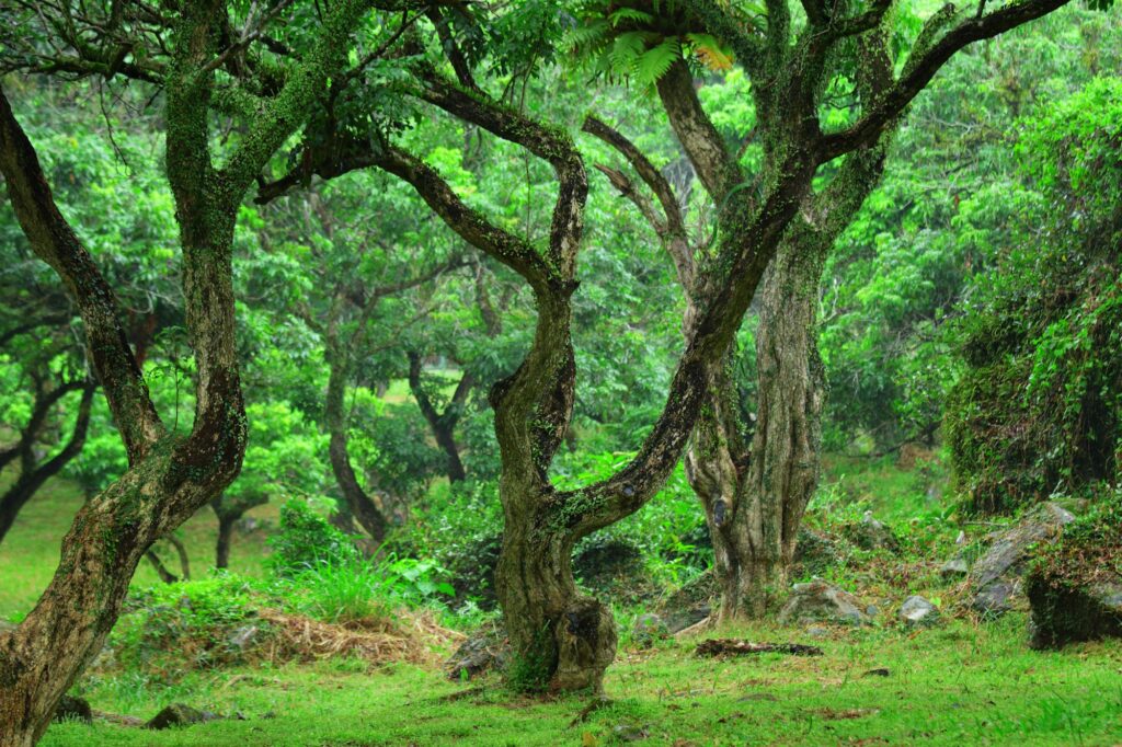 tree in forest